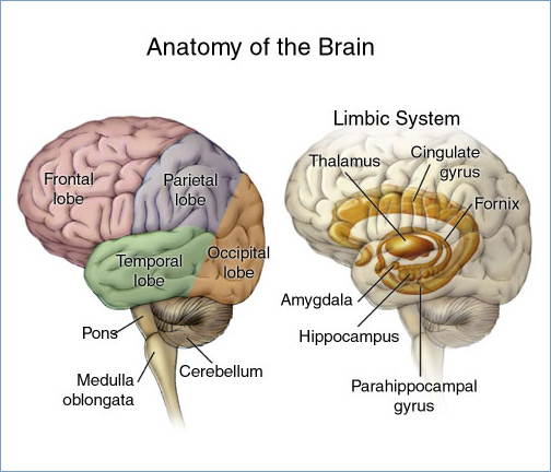 Anatomy of the Brain