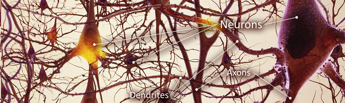 Neurons